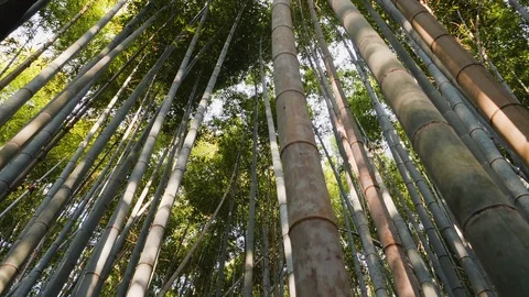 Handheld shot of dense bamboo forest with sun shining through leaves in Kyoto Stock Footage 146140015