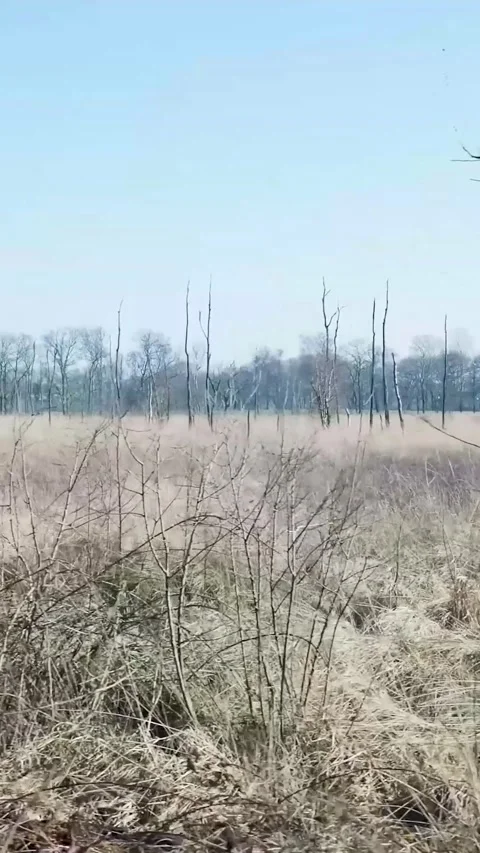 Handheld shot of desolate marshland on a sunny day Stockbeeldmateriaal 334423165