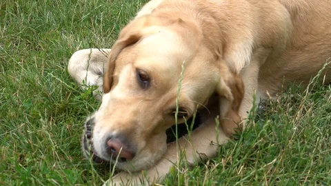Handheld shot of dog biting ball in the park 스톡 동영상 114850231