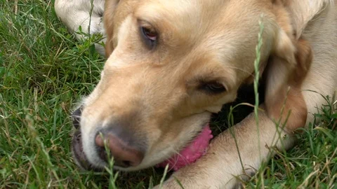 Handheld shot of dog biting ball in the park Stock-Footage 114850256