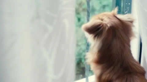 Handheld shot of dog looking through window Stock Footage 60213841