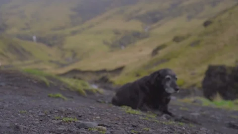 Handheld shot of dog resting Stock Footage 118654617