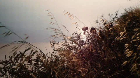 Handheld shot of dried grass in saline mine Stock Footage 54165876
