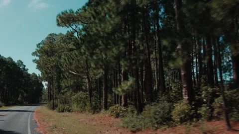 Handheld shot driving through a forest Stock Footage 276627082