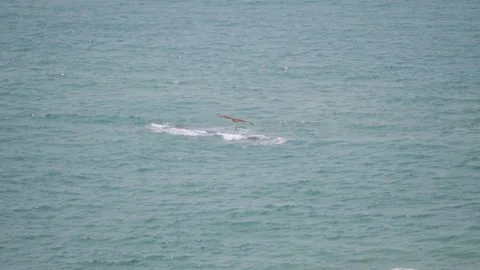 Handheld shot of eagle looking for prey in front of the blue Arabian sea Stock Footage 221542963
