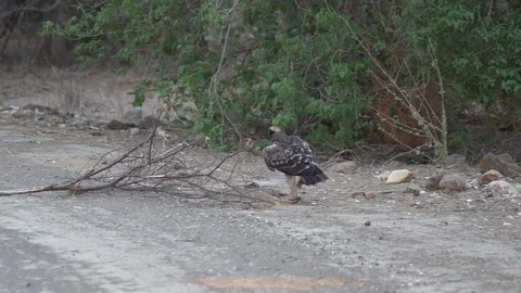 Handheld shot of an eagle running Stock Footage 89772362