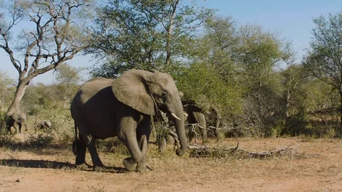 Handheld shot of elephant herd walking through grassy land of South Africa Vidéo 123740377