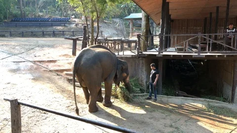 Handheld shot of an elephant loading a bundle of grass with its trunk  Stock Footage 122689197