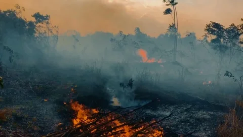 Handheld shot of fires burning in a field near the Amazon Rainforest in Stock Footage 122128454