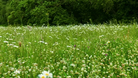 Handheld shot of flowers blowing in the wind Stockbeeldmateriaal 155577335