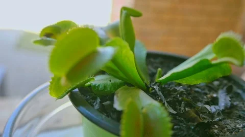 Handheld shot of fly peeping over from behind Venus flytrap leaf, close up Stock Footage 115236352