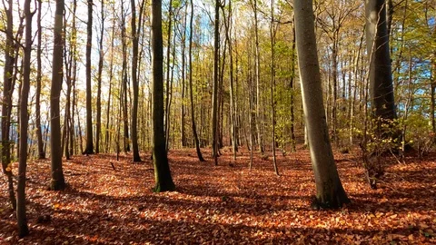 Handheld shot of forest with abundant trees during autumn Stock Footage 120432397