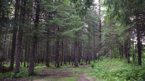Handheld shot in the forest during the day. Stock Footage 114720078
