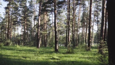 Handheld shot in the forest. Stock Footage 112606182
