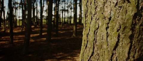 Handheld Shot of a Forest Stock Footage 116306637