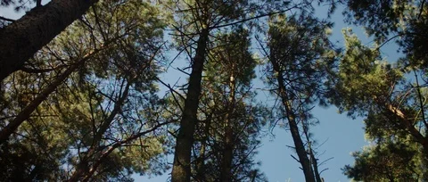 Handheld Shot of a Forest Stock Footage 116306701