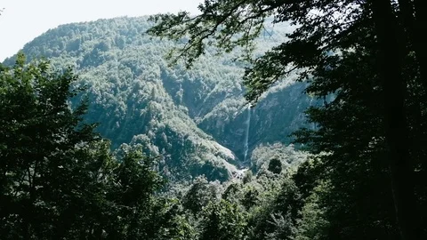 Handheld shot of forest with green trees on the mountain Stock Footage 122519219