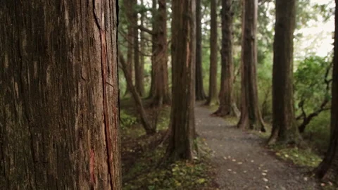 Handheld shot of a forest path with cedar tree trunks in Hakone, Japan Stock Footage 321131626