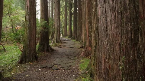 Handheld shot of a forest path lined with tall cedar trees in Hakone, Japan Stock Footage 321129456