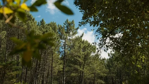 Handheld shot of forest in Sintra Stock Footage 112720522