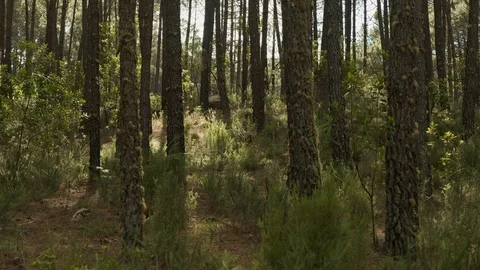 Handheld shot of forest in Sintra Stock Footage 112840768
