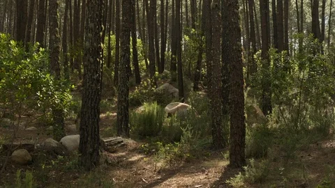 Handheld shot of forest in Sintra Stock Footage 112840784