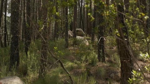 Handheld shot of forest in Sintra Stock Footage 112841221