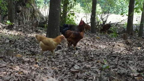 Handheld shot of free range chickens moving around in an Indian farm 스톡 동영상 89937033