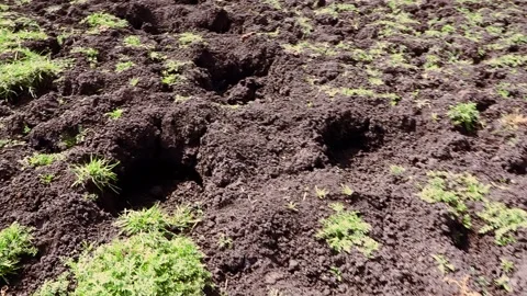 Handheld shot of giant elephant tracks pressed into deep mud along a hiking Stock Footage 333629538