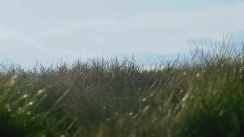 Handheld Shot of Grass from Ground Perspective 스톡 동영상 233127578