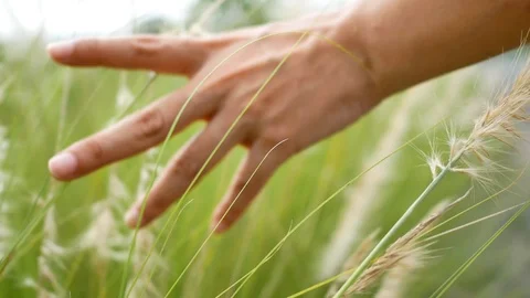 Handheld shot of grass move by hand, shallow depth of filed Stock Footage 91351890