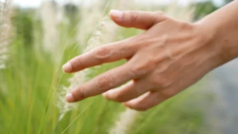 Handheld shot of grass move by hand, shallow depth of filed Stock Footage 91351898