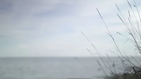 Handheld shot of grass stem on background of river horizon 스톡 동영상 122342277