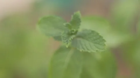 A handheld shot of green mint herb in a vase at home in southeast Brazil Stock Footage 144226103