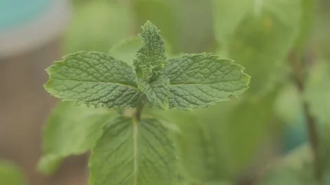 A handheld shot of green mint herb in a vase at home in southeast Brazil Stock Footage 144226502
