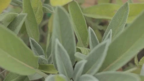 A handheld shot of green sage herb in a vase at home in southeast Brazil Vídeos de archivo 144227135