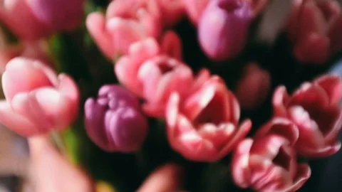 Handheld shot of hand touching tulip bouquet Stock Footage 122401978