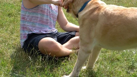 Handheld shot of handsome man playing with pet dog on sunny day Stock-Footage 114849997
