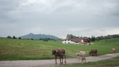 Handheld Shot of a Herd of Cows Returning to the Farm in the Allgäu, Bavaria 스톡 동영상 345031260