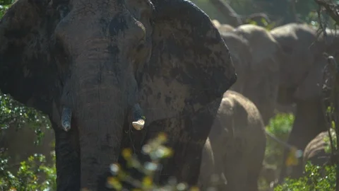 Handheld shot of a herd of elephants Stock Footage 89776512