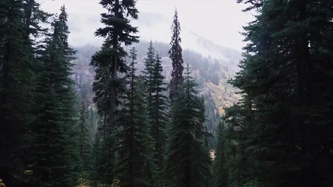 Handheld shot of a highland Stock Footage 94836811