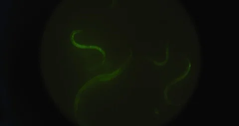 Handheld shot of highlighted green microorganisms worms under the microscope Stock Footage 121031336