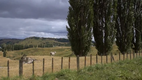A handheld shot from inside of a car driving past a field of sheep Stock Footage 88488525