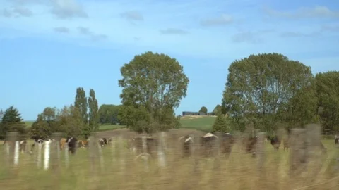Handheld shot from inside a car driving past a field of cows grazing Stock Footage 92473540