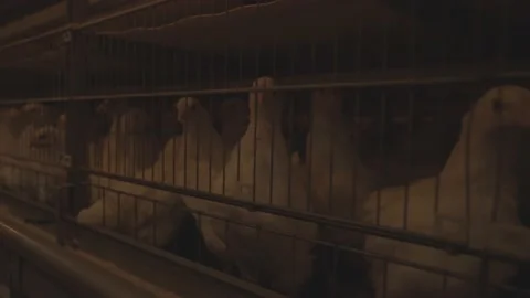 Handheld Shot Inside a Chicken Farm Stock Footage 231496329