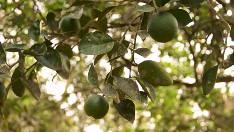 Handheld shot of an Isolated orange fruit drying due to lack of rain.  Stock Footage 229380668