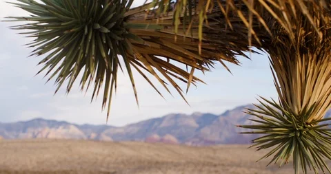 Handheld shot of a Joshua Tree with desert landscape in background Stock Footage 101212986