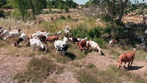 Handheld shot of a large herd of goats grazing in a sunny rural field 스톡 동영상 334642351