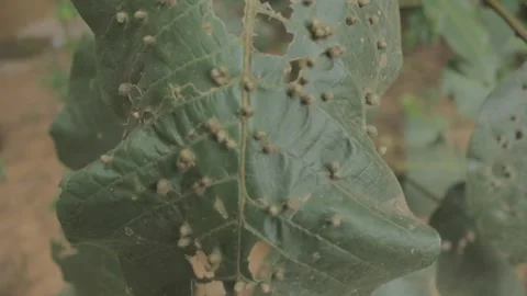 A handheld shot of leaf galls growing on a plant in southeast Brazil Stock-Footage 144227283