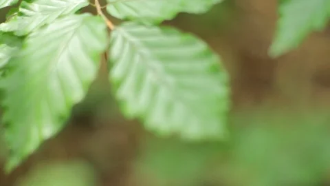 Handheld shot of a leaves with focus shift. Stock Footage 86334108